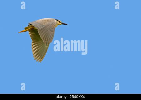 Airone notte con corona nera / airone notte con cappuccio nero (Nycticorax nycticorax) adulto in volo contro il cielo blu in primavera Foto Stock