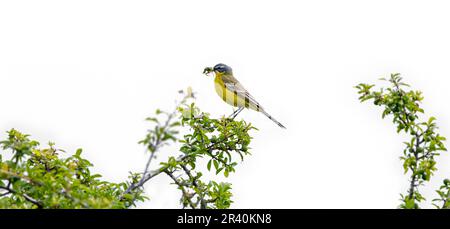 Western Yellow Wagtail / Blue-headed Wagtail (Motacilla flava flava) maschio adulto in piumaggio riproduttore con prete di mantis in preghiera in becco in primavera Foto Stock