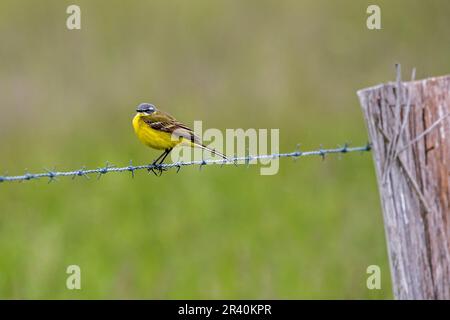 Western Yellow Wagtail / Blue-headed Wagtail (Motacilla flava flava) maschio adulto in allevamento piombato arroccato su filo spinato / filo spinato lungo il campo Foto Stock