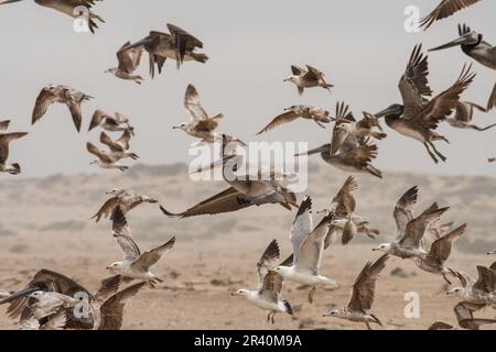 Grande gregge di pellicani che volano sulla spiaggia Foto Stock