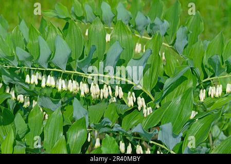 Sigillo di Salomone, Polygonatum odoratum, in primo piano Foto Stock
