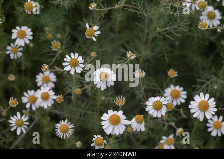 campo camomilla macro fiori bianchi sfondo mattina sole primo piano. Medicina di erbe. Chamaemelum nobile Roman alternativa Primavera Daisy. Bella m Foto Stock