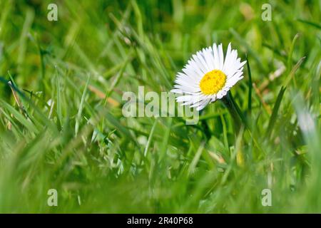Daisy (bellis perennis), primo piano di un singolo fiore isolato che cresce nell'erba, sparato con una profondità di campo bassa. Foto Stock
