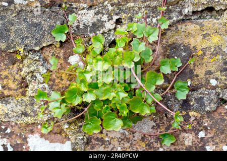 Toadflax (Cymbalaria muralis), primo piano delle foglie della pianta comunemente visto crescere da crepe in vecchie pareti di pietra. Foto Stock