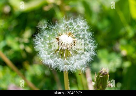 Primo piano di un fiore di dente di leone tra le montagne Foto Stock