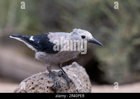 Il nutcracker di Clark su una roccia Foto Stock