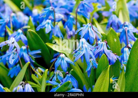 Squill siberiano (scilla siberica), primo piano di una massa di fiori blu comunemente piantati in giardini, ma a volte trovato come fughe in natura. Foto Stock
