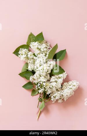 Modello a molla, disposizione piatta. Fiori bianchi lilla su sfondo rosa. Bordo decorativo. Vista dall'alto, disposizione piatta. Foto Stock