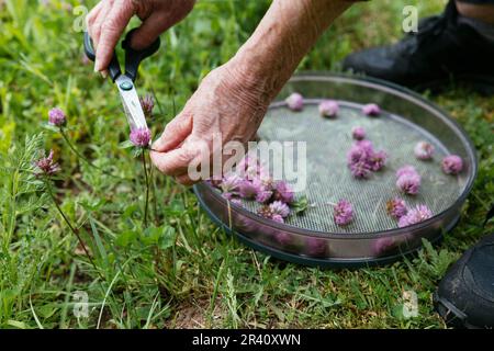Donna che raccoglie trifoglio rosso (Trifolium pratense) fiorisce in un giardino per fare una lozione per la cura della pelle. Foto Stock