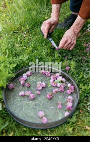 Donna che raccoglie trifoglio rosso (Trifolium pratense) fiorisce in un giardino per fare una lozione per la cura della pelle. Foto Stock