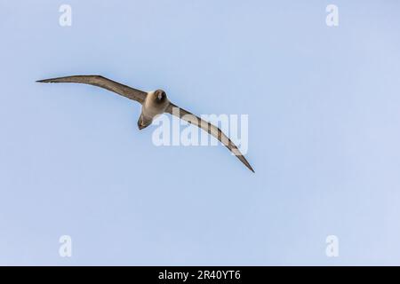 Albatross sooty in volo, Oceano Pacifico del Sud Foto Stock