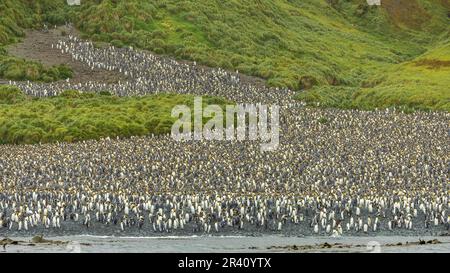 Colonia dei pinguini del re, Lusitania Bay, Macquarie Island, Australia Foto Stock