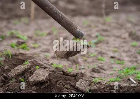 Agricoltura biologica sostenibile;suolo di zappatura, uomini che coltivano la terra di frutteto con una zappa che diserbano l'agricoltura due giovani agricoltori che scavano un giardino falcia vegeta Foto Stock