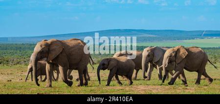 Elefanti in Sud Africa, Famiglia di elefanti nel parco degli elefanti di Addo Foto Stock