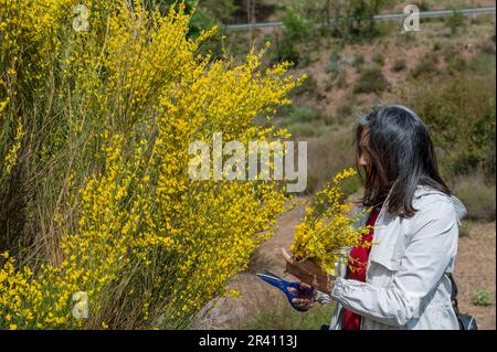 Donna matura che taglia fiori gialli nel campo Foto Stock