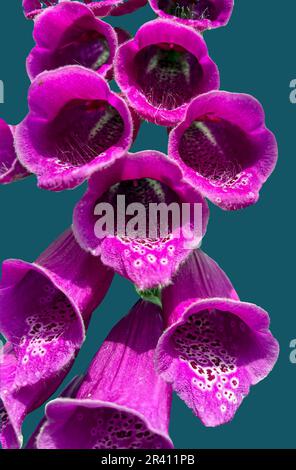 Primo piano di un comune foxguanto, ritagliare Foto Stock