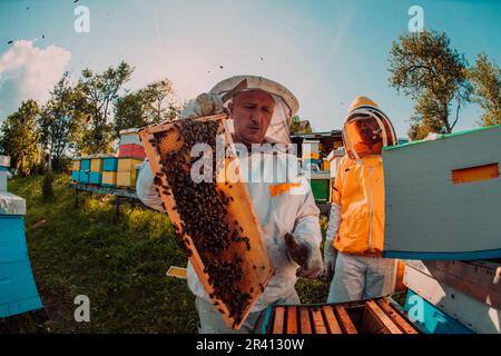 Ampio colpo di un apicoltore che tiene la cornice dell'alveare piena di miele contro la luce del sole nel campo pieno di fiori Foto Stock