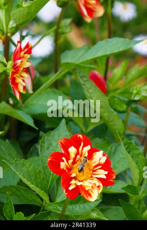 Ruffles dahlia, Georg Philip Telemann Foto Stock