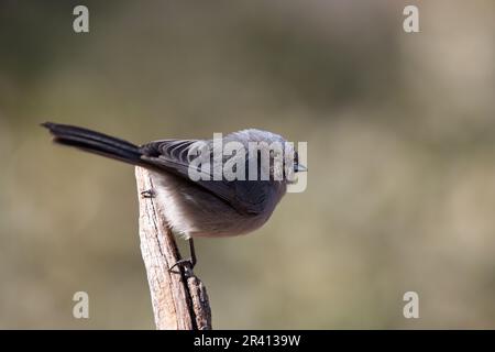 Primo piano di un bushtit su un persico Foto Stock