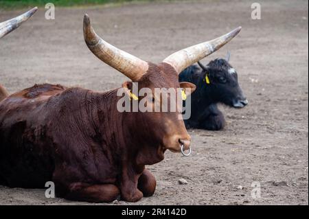 Bovini Watussi che riposano sui paddock Foto Stock