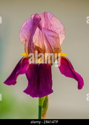 Rosso malva e rosa borgogna Iris fiore viola viola delicato bello verde sfocato sfondo naturale primavera primo piano giardino colorato saluto Foto Stock