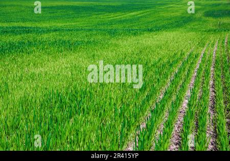 File verdi di grano giovane sul campo Foto Stock