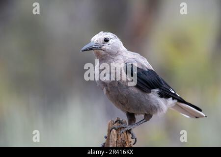 Il nutcracker di Clark su un ramo Foto Stock