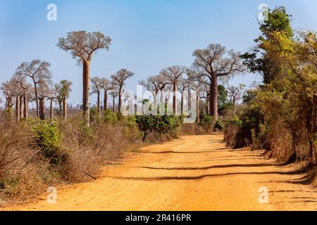 Foresta di Baobab sulla strada da Morondava a Belo sur Tsiribihina. Paesaggio del Madagascar. Foto Stock