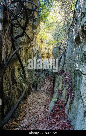 Petit Tsingy de Bemaraha, paesaggio incredibile, Madagascar paesaggio selvaggio Foto Stock