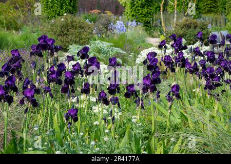 Il porpora profondo bearded Iris a RHS Bridgewater, Greater Manchester, Inghilterra Foto Stock