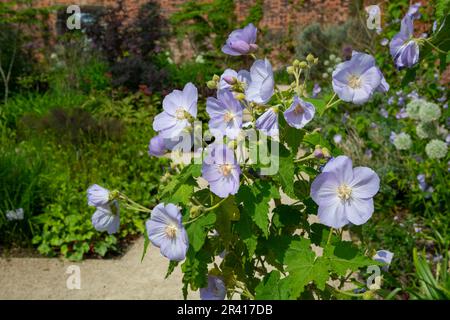 Abutilon Suntense 'Jermyn' fiorito in un giardino murato all'inizio dell'estate Foto Stock