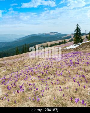 Viola Crocus fiori sulla mattina di primavera mountain Foto Stock