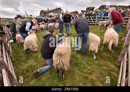 A giudicare dall'annuale Tan Hill Open Swaledale Sheep Show, che si tiene sulla brughiera presso il pub più alto della Gran Bretagna (1.732ft), il Tan Hill Inn, North Yorkshire, Regno Unito Foto Stock