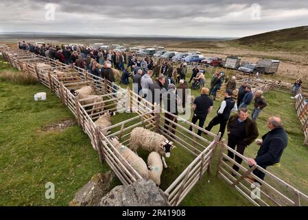 L'annuale Tan Hill Open Swaledale Sheep Show, che si tiene sulla brughiera presso il pub più alto della Gran Bretagna (1.732ft), il Tan Hill Inn, North Yorkshire, Regno Unito Foto Stock