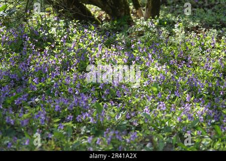 Viola odorata, viola mammola Foto Stock