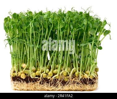 Semi di piselli germogliati su fondo bianco, microgreens per insalata, detox Foto Stock