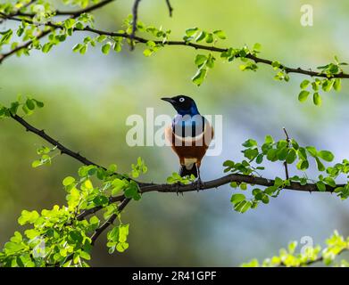 Un colorato superbo Starling () arroccato su un ramo. Kenya, Africa. Foto Stock