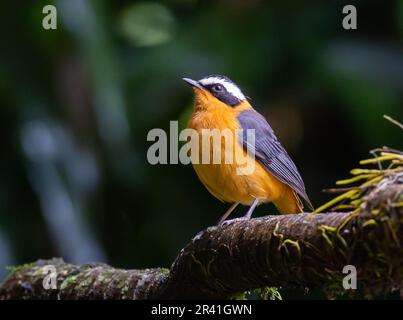 Un Robin-Chat dal colore bianco (Cossyfa heuglini) in piedi su un ramo. Kenya, Africa. Foto Stock