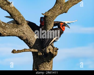 Una coppia Southern Ground-Hornbill (Bucorvus leadbeateri) arroccato su un albero. Kenya, Africa. Foto Stock