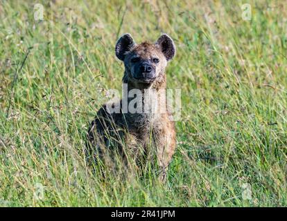 Una iena spottata (crota di Crocuta), o una iena ridente, in piedi in erba alta. Kenya, Africa. Foto Stock