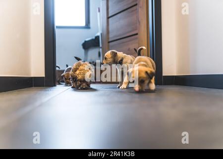 adorabili cuccioli che camminano sul pavimento, concetto di cani. Foto di alta qualità Foto Stock