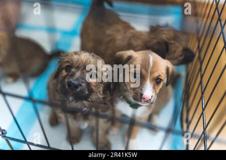 cuccioli super carino nella gabbia, cani senza tetto. Foto di alta qualità Foto Stock