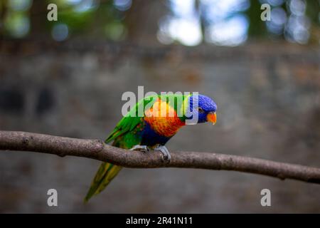 pappagallo colorato arcobaleno lorikeet seduto sul ramo dell'albero Foto Stock