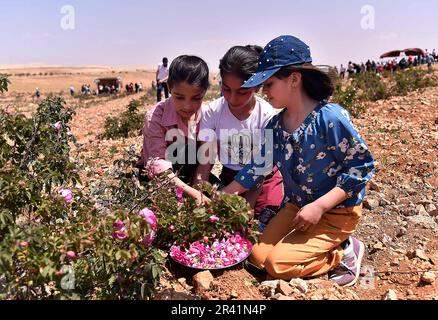 Damasco, Siria. 25th maggio, 2023. I bambini siriani partecipano al processo di raccolta della famosa Rosa di Damasco nella città di al-Marah, a nord della capitale Damasco, Siria, il 25 maggio 2023. Credit: Ammar Safarjalani/Xinhua/Alamy Live News Foto Stock