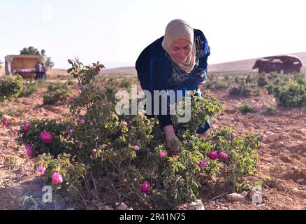 Damasco, Siria. 25th maggio, 2023. Una donna siriana partecipa al processo di raccolta della famosa Rosa di Damasco nella città di al-Marah, a nord della capitale Damasco, Siria, il 25 maggio 2023. Credit: Ammar Safarjalani/Xinhua/Alamy Live News Foto Stock