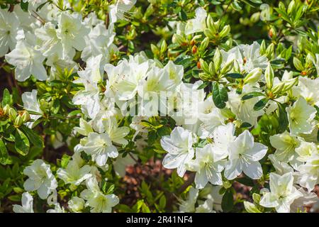 CREMA IRLANDESE Azalea, Rhodendron x "CREMA IRLANDESE", all'Arboreto Mercer e ai Giardini Botanici di Humble, Texas. Foto Stock