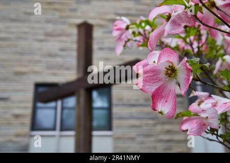 Albero in fiore rosa con croce di legno con finestre blu e edificio in mattoni bianchi sullo sfondo Foto Stock