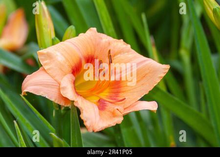 Daylily, Hemerocallis 'HIGHLAND MYSTIC', al Mercer Arboretum e Giardini Botanici in primavera, Texas. Foto Stock