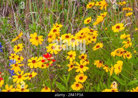 Coreopsis e Pittbrush indiano, Castilleja indivisa, fiori selvatici presso Old Baylor Historic Site e parco a Independence, Texas. Foto Stock