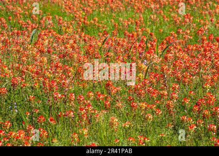 I fiori selvatici del pennello indiano, Castilleja indivisa, fiorendo in primavera lungo la strada Farm-to-Market nel Texas sudorientale. Foto Stock